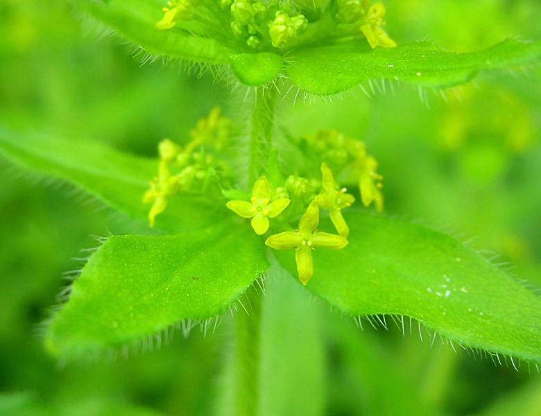 Cruciata laevipes / Crocettona comune